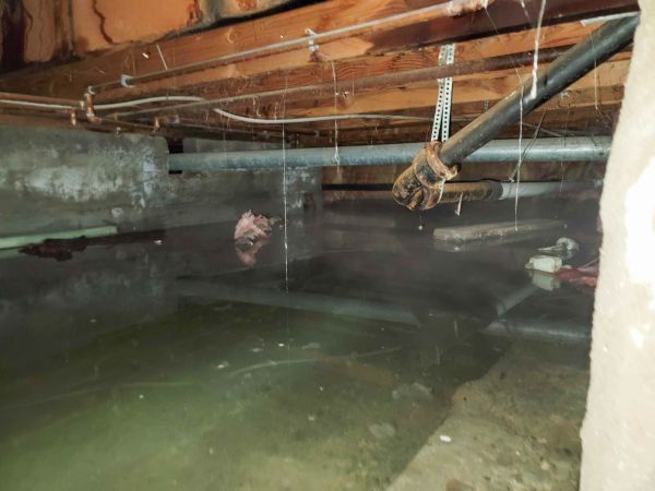 Water Mitigation Service in New Port Richey